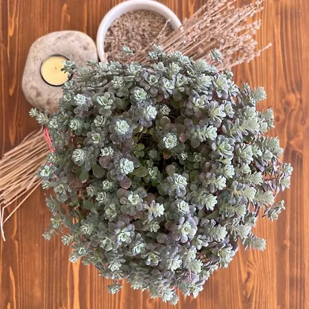 La Casa Di Demetra. Un Paradiso Tra Gli Olivi. Διαμέρισμα Montecchio (Terni)