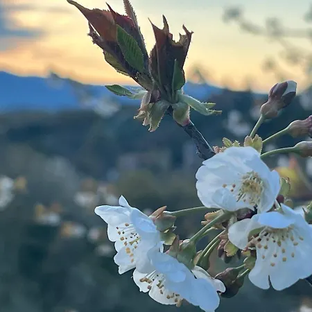La Casa Di Demetra. Un Paradiso Tra Gli Olivi. *
